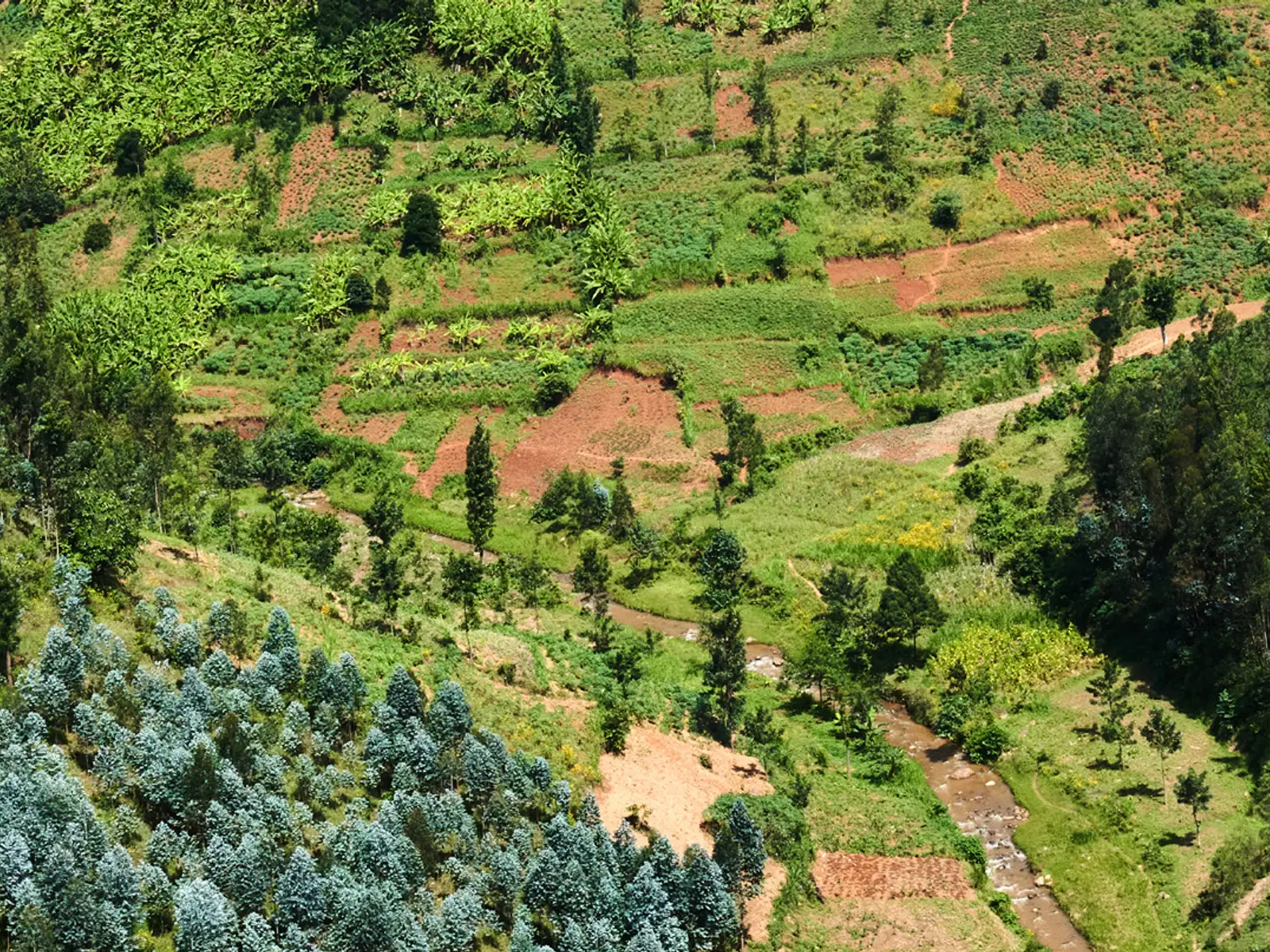 Terraced Rwandan hillsides where our produce is grown