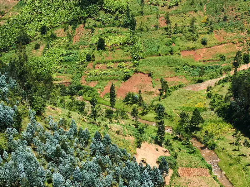 Terraced Rwandan hillsides where our produce is grown