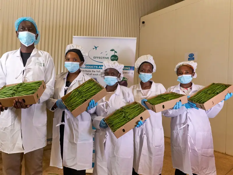 Packhouse team holding export cartons