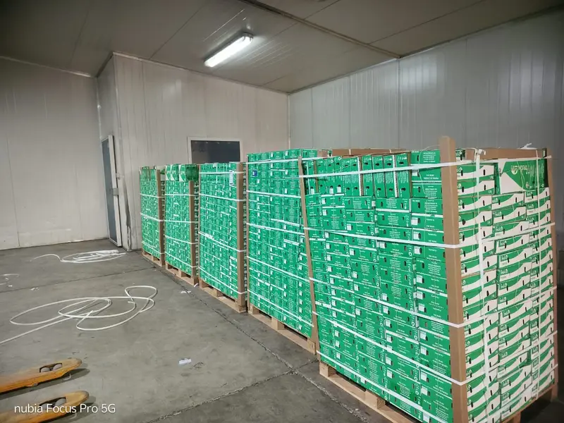 Export cartons stacked in the cold store