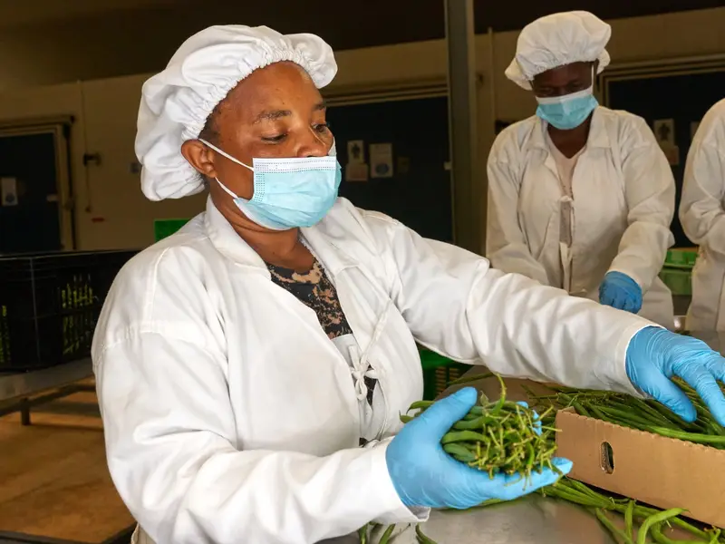 Worker packing French beans into export cartons