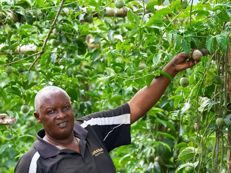 Partner farmer among passion-fruit vines