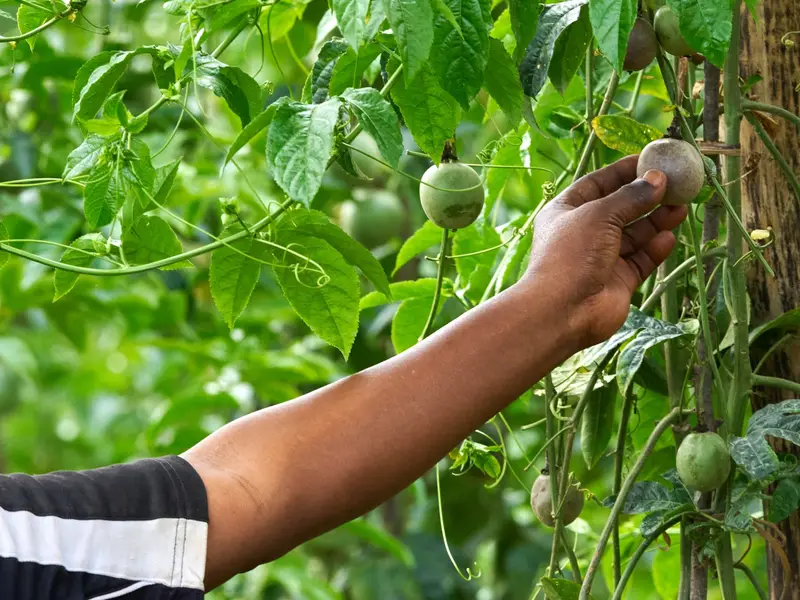 Farmer harvesting passion fruit