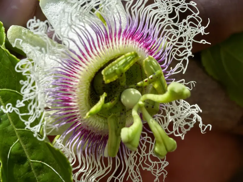 Passion fruit flower in bloom
