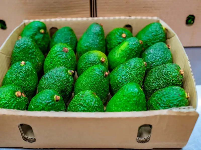 Export carton of Hass avocados