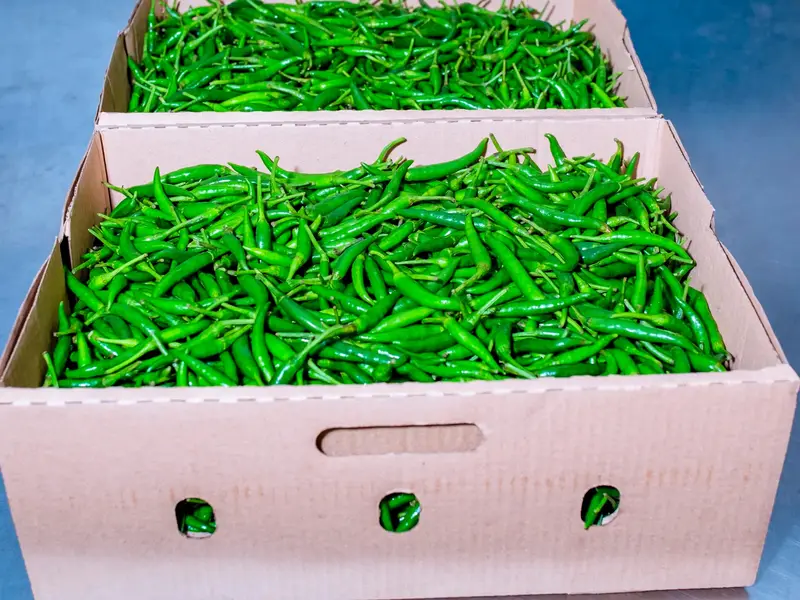 Green bird's eye chillies packed in export boxes