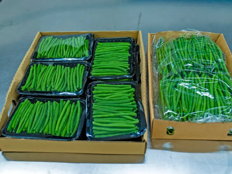 Fresh hand-picked French beans