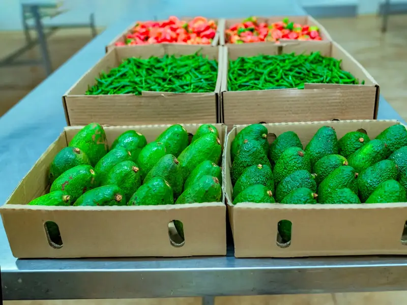 Produce graded into export cartons