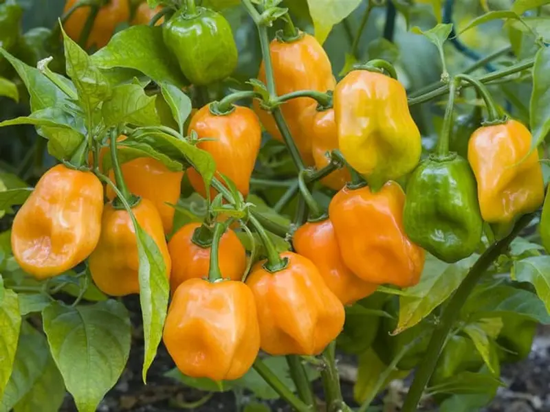 Ripening habanero chillies on the plant