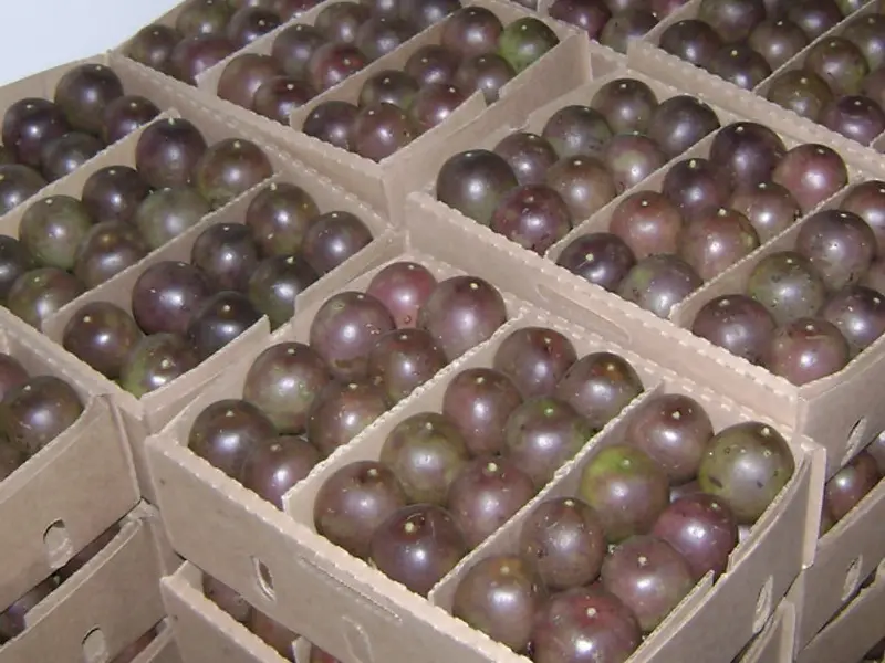 Purple passion fruit in export trays