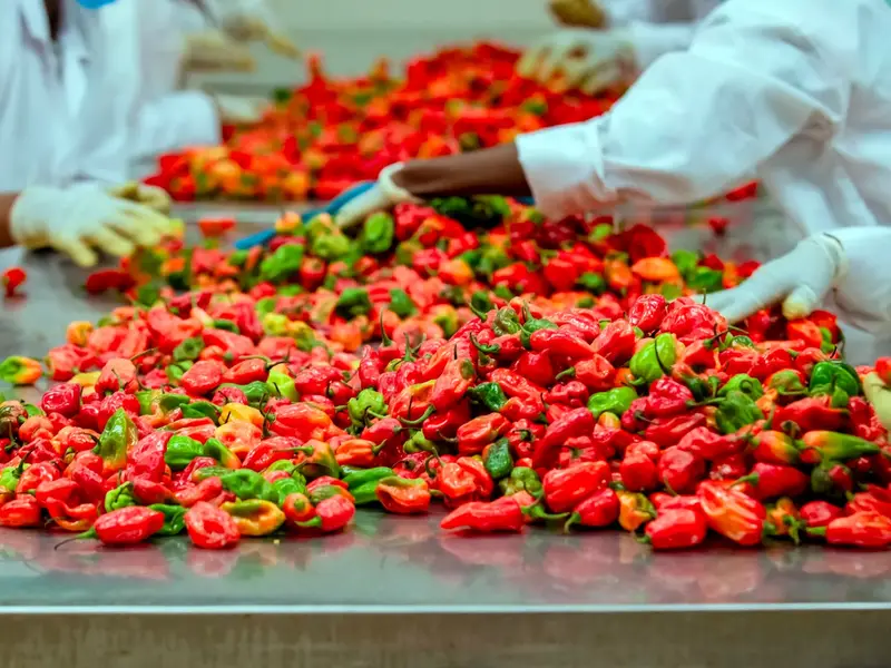 Workers grading fresh chillies at the packhouse