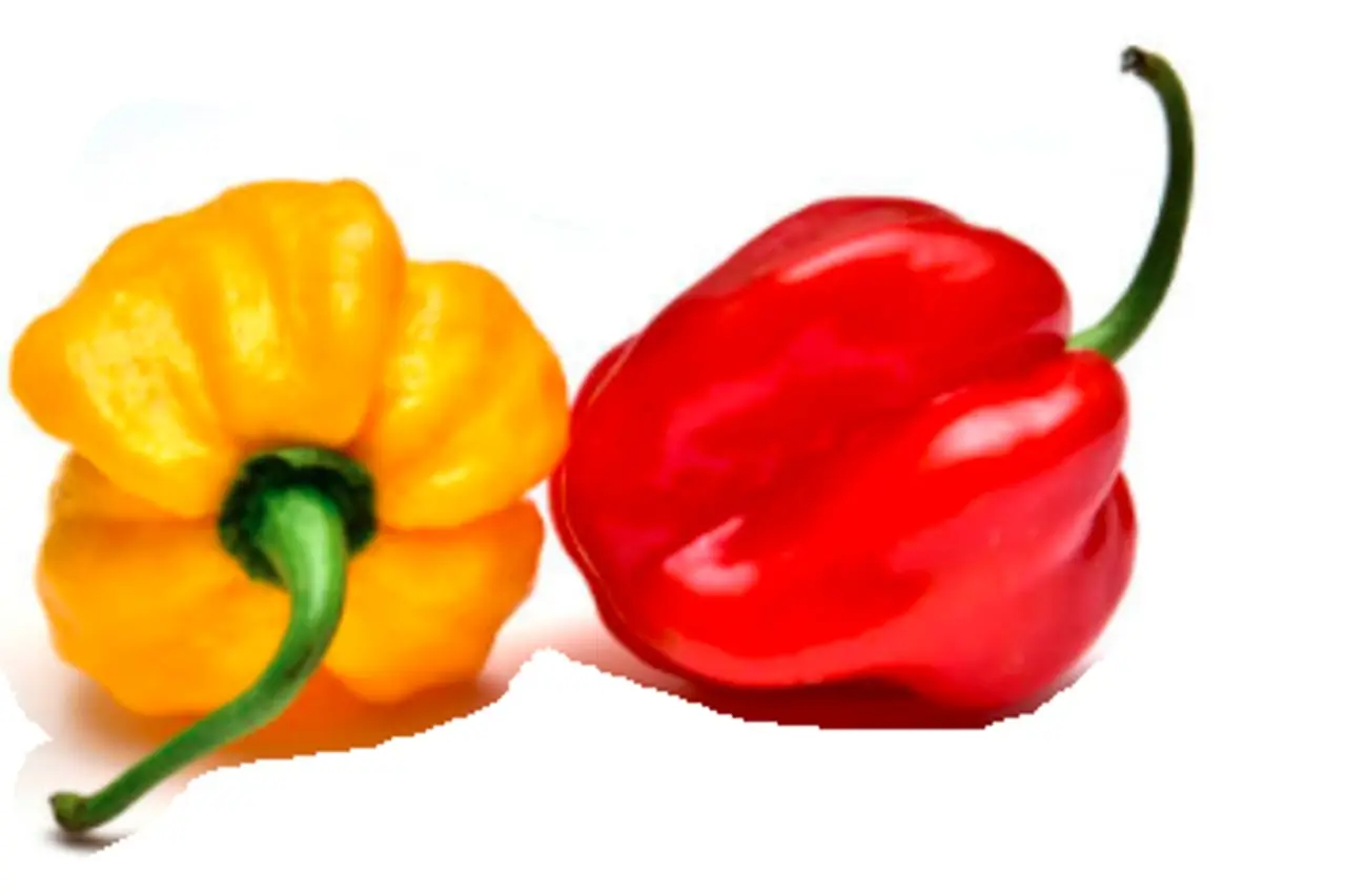 Habanero Chillies (Red & Yellow)