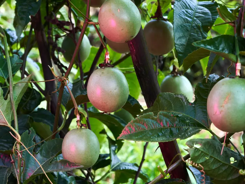Purple passion fruit ripening on the vine
